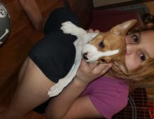 Lovely Besenji puppies Image eClassifieds4U