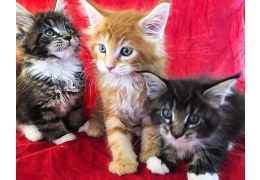 Maine Coon kittens Image eClassifieds4u