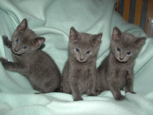 Russian Blue kittens Image eClassifieds4u