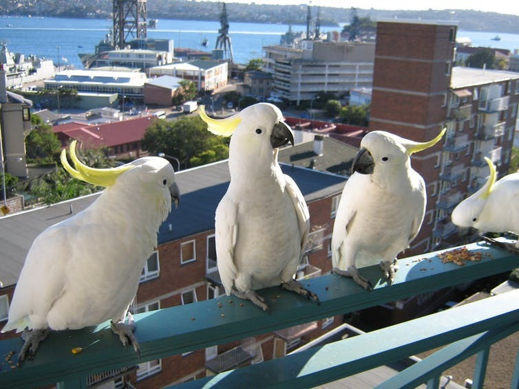 Very Friendly Umbrella atoo Parrots for adoption Image eClassifieds4u