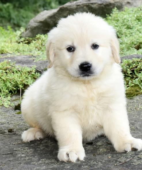 C.K.C MALE AND FEMALE GOLDEN RETRIEVER PUPPIES AVAILABLE Image eClassifieds4u