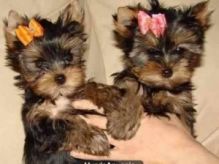 Adorable Tea Cup Yorkie Puppies For Adoption
