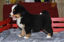 Bernese Mountain Dog puppies