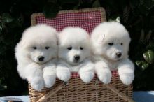 C.K.C MALE AND FEMALE SAMOYED Puppies PUPPIES AVAILABLE
