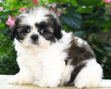 C.K.C MALE AND FEMALE SHIH TZU PUPPIES AVAILABLE