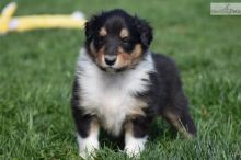 Collie Puppies available