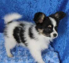 Outstanding Papillon puppies