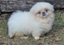 Pekingese Puppies for adoption