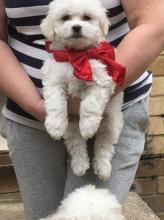 Potty trained Havanese Puppies