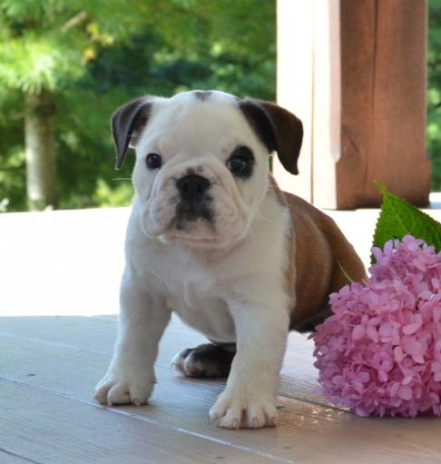 C.K.C MALE AND FEMALE ENGLISH BULLDOG PUPPIES AVAILABLE Image eClassifieds4u