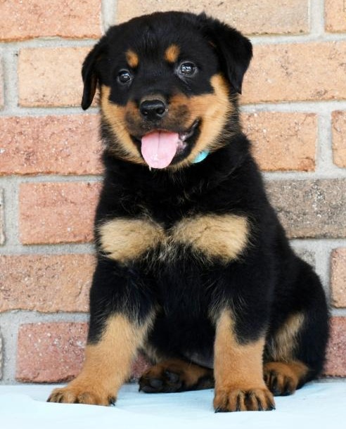 C.K.C MALE AND FEMALE ROTTWEILER PUPPIES AVAILABLE Image eClassifieds4u