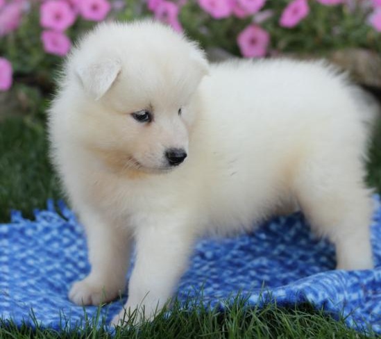 C.K.C MALE AND FEMALE SAMOYED PUPPIES AVAILABLE Image eClassifieds4u