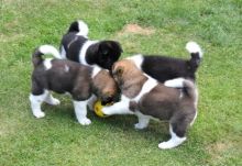 Akita puppies ready for rehoming Image eClassifieds4u 2