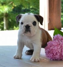 C.K.C MALE AND FEMALE ENGLISH BULLDOG PUPPIES AVAILABLE Image eClassifieds4U