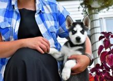 C.K.C MALE AND FEMALE SIBERIAN HUSKY PUPPIES AVAILABLE Image eClassifieds4U