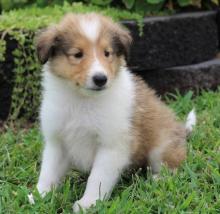 Collie Puppies available Image eClassifieds4u 2