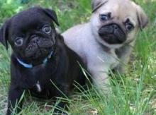 Black and fawn Pug Puppies.