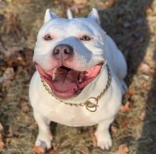 Pocket Blue Nose Pit Bull Puppies up for adoption