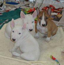 4 Bull Terrier Puppies