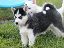 Cute Siberian Husky puppies with Blue Eyes