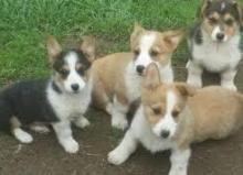 Pembroke Welsh Corgi puppies.