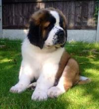 Saint Bernard puppies