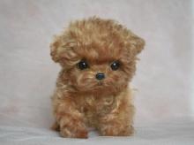 Tiny Toy Poodle puppies ready for adoption