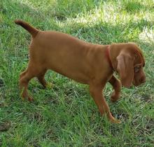Vizsla Puppies are ready to get a great new home