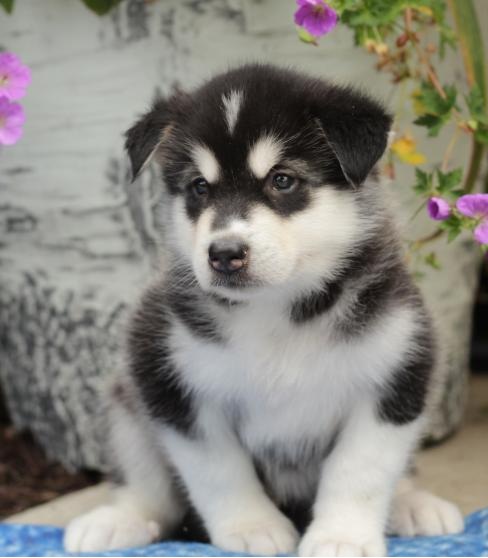 C.K.C MALE AND FEMALE ALASKAN MALAMUTE PUPPIES AVAILABLE Image eClassifieds4u