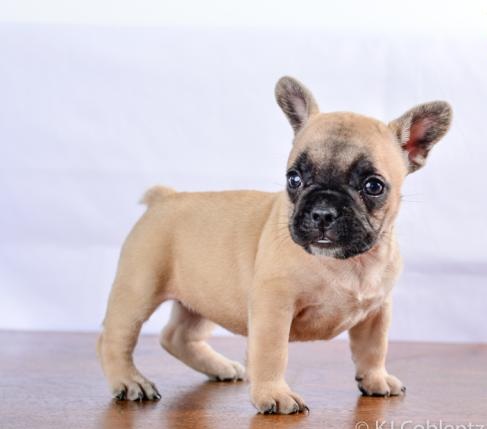 C.K.C MALE AND FEMALE FRENCH BULLDOG PUPPIES AVAILABLE Image eClassifieds4u
