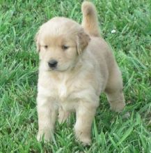 well trained golden retriever puppies