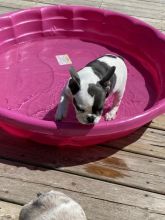 Adorable french bulldog puppy for loving homes
