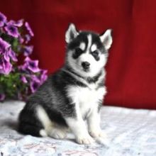 adorable little Siberian Husky puppies.