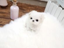 AKC male and Female Maltese puppies Available