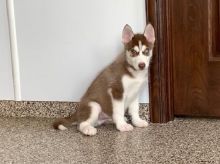 AKC male and Female Siberian Husky For sale