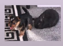 AKC male and Female Yorkshire Terrier pups Available