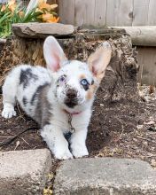 Charming male and female Pembroke Welsh corgi pups for sal