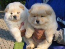 C.K.C MALE AND FEMALE CHOW CHOW PUPPIES AVAILABLE