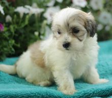 C.K.C MALE AND FEMALE MALTIPOO PUPPIES AVAILABLE