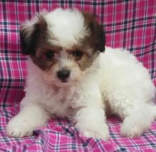 C.K.C MALE AND FEMALE Toy POODLE PUPPIES AVAILABLE