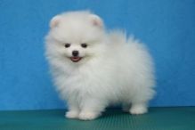 Cute White Male and Female Pomeranian Puppy For Adoption