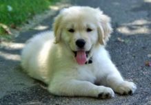 Good looking male and female Golden retriever puppies