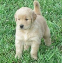 Gorgeous Male and Female Golden Retriever Puppies