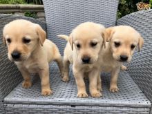 Quality Golden Labrador Puppies for Sale