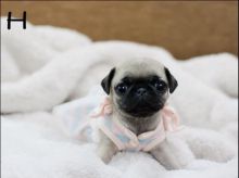 Quality Teacup Pug Puppies for Sale