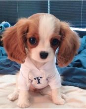 Registered Cavalier King Charles Spaniel Puppies for Sale