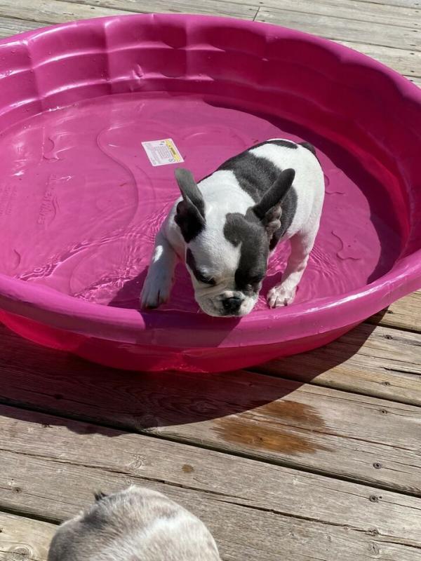 Adorable french bulldog puppy for loving homes Image eClassifieds4u