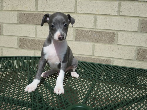 C.K.C MALE AND FEMALE ITALIAN GREYHOUND PUPPIES AVAILABLE Image eClassifieds4u