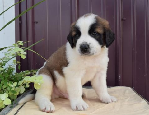 C.K.C MALE AND FEMALE SAINT BERNARD PUPPIES AVAILABLE Image eClassifieds4u