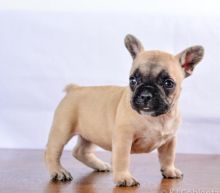 C.K.C MALE AND FEMALE FRENCH BULLDOG PUPPIES AVAILABLE Image eClassifieds4U